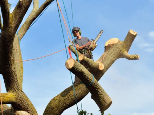 arborist doing a tree removal