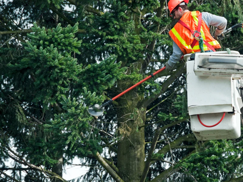 arborist in a bucket truck trimming a tree