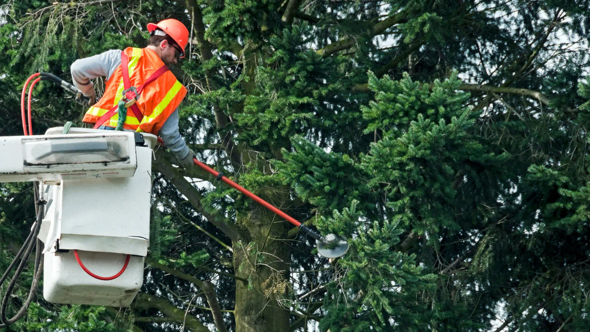 arborist with a vest in a bucket truck trimming a tree