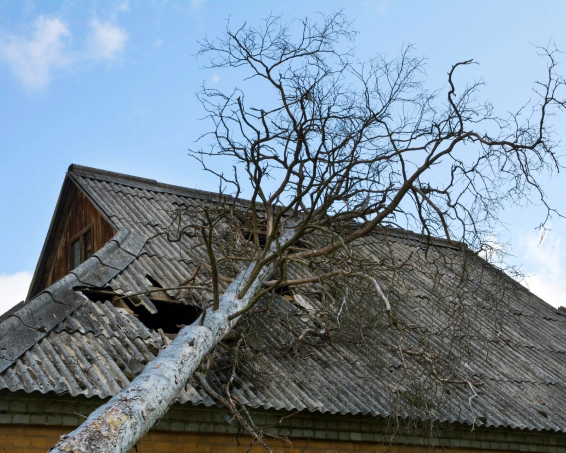 emergency tree service (2)