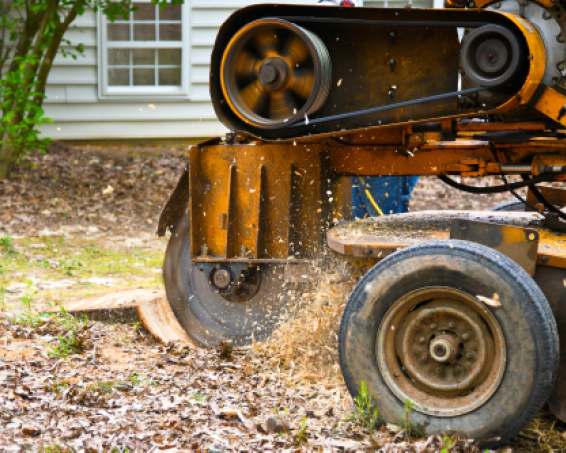 stump grinding (1)