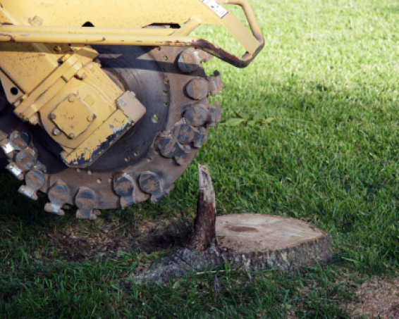 stump grinding (2)